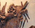 Fossil Xiphactinus Skull - Terror Of The Inland Seaway #31440-4